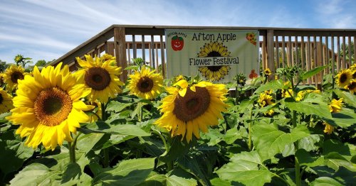 Sunflowers in a field with a banner for the Afton Apple Flower Festival in the background.