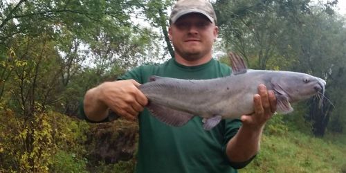 A man in a green shirt holds a large catfish, standing outdoors with trees in the background.