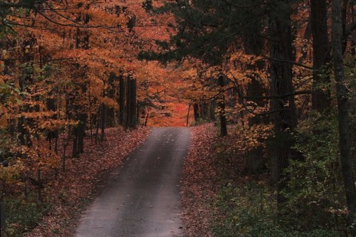 A winding path through a forest with vibrant autumn leaves in shades of orange and yellow.