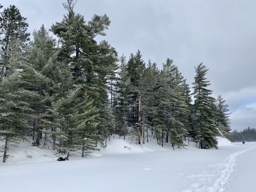 A snowy landscape with tall evergreen trees under a cloudy sky. Snow covers the ground, creating a serene winter scene.