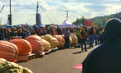 A crowd gathers at an outdoor event featuring large pumpkins displayed on pallets under a cloudy sky.