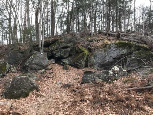 A rocky hillside in a forest, covered with leaves and moss, surrounded by bare trees.