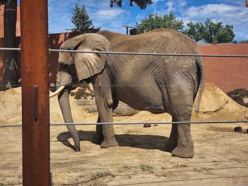 An elephant stands in a zoo enclosure, with a sandy area and trees in the background under a blue sky.