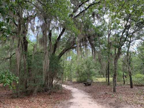 A winding path through a lush, green forest with trees draped in Spanish moss and a bench in the distance.