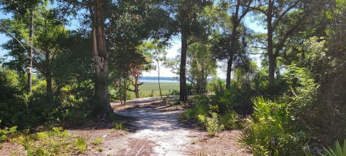 A dirt path leads through trees to a scenic view of a grassy area and water in the distance under a clear blue sky.