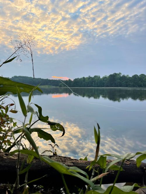 A serene lake at sunset, with reflections of clouds and trees, framed by lush green plants in the foreground.