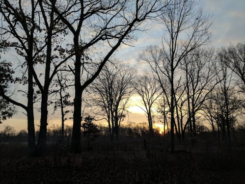 Silhouetted trees against a sunset sky, with soft clouds and a tranquil atmosphere in a wooded area.