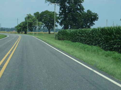 A winding rural road bordered by tall cornfields and trees under a clear blue sky.