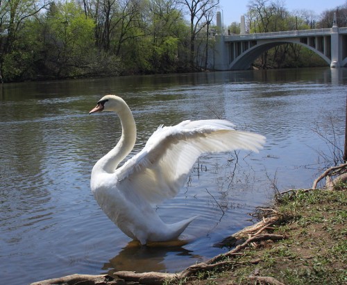 A white swan spreads its wings by the riverbank, with a bridge and trees in the background.