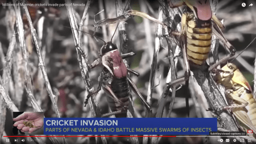 Close-up of Mormon crickets on dry vegetation, highlighting a swarm in Nevada and Idaho during an invasion.