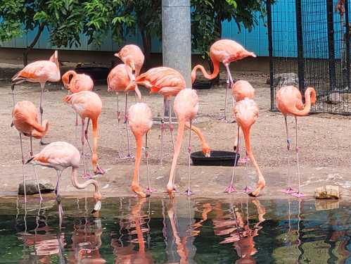 A group of pink flamingos standing by a pond, some feeding, with reflections visible in the water.