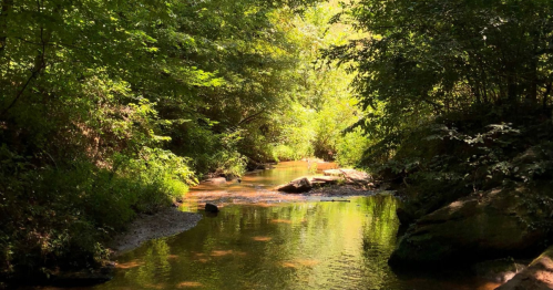 A serene forest scene with a gently flowing creek surrounded by lush green trees and sunlight filtering through the leaves.