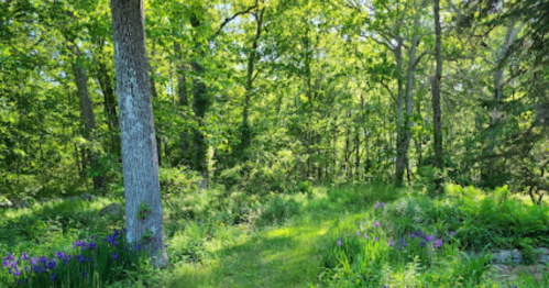 A lush green forest path surrounded by trees and blooming wildflowers under bright sunlight.