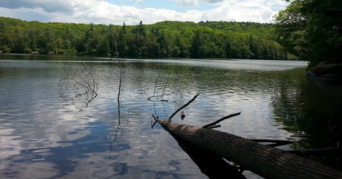 A serene lake surrounded by lush green trees, with a fallen log partially submerged in the water.