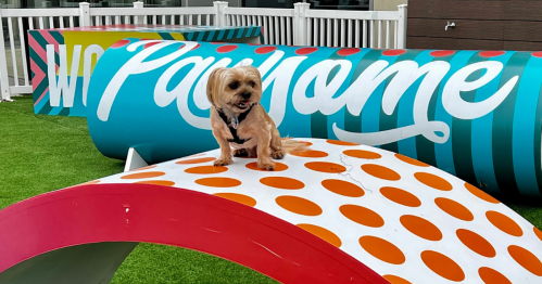 A small dog sits on a colorful, curved structure with polka dots in a playful outdoor setting.