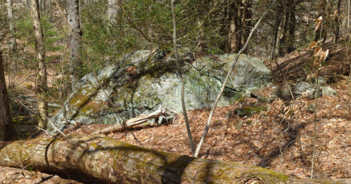 A rocky outcrop in a forest, surrounded by trees and fallen branches, with leaves covering the ground.
