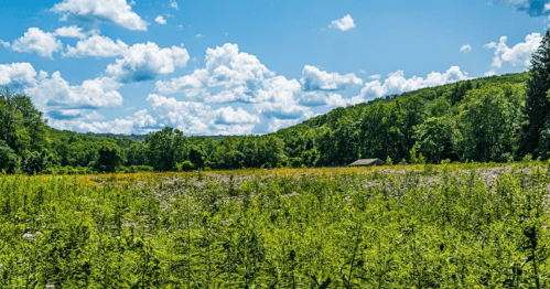 A vibrant green field with wildflowers under a blue sky filled with fluffy clouds, surrounded by lush trees and hills.