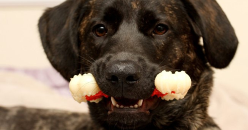 A playful dog with a black and brown coat holds a chew toy in its mouth, looking happily at the camera.