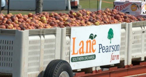 A trailer filled with apples, featuring a sign for Lane Pearson Farm and Southern Orchards in Georgia.