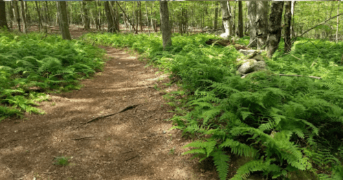 A winding dirt path through a lush green forest, surrounded by vibrant ferns and trees.