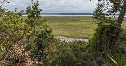 Lush green marshland with tall grasses and water, framed by trees under a cloudy sky.
