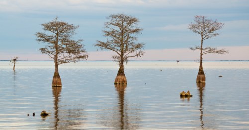 Cypress trees poke out of the water in Lake Marion, South Carolina.