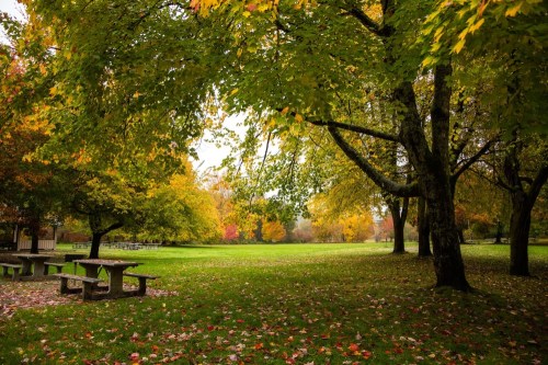 A serene park scene with vibrant autumn trees and a grassy area, featuring a picnic table under colorful foliage.