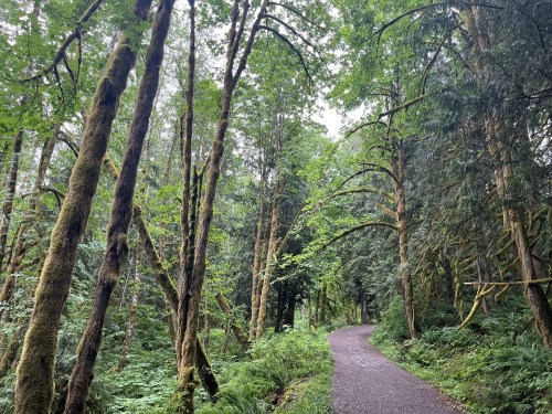 A winding path through a lush, green forest with tall trees and dense foliage on either side.
