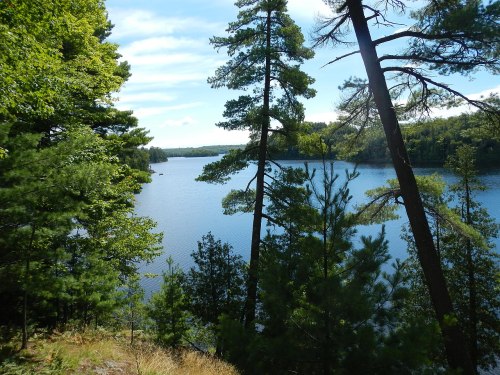 A serene lake surrounded by lush green trees under a clear blue sky.