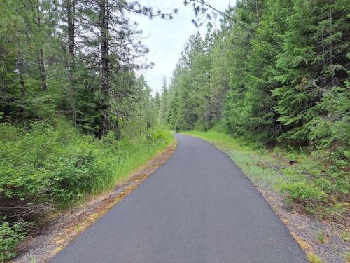 A smooth, paved path winding through a lush green forest with tall trees on either side.
