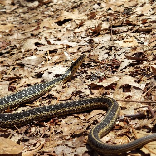 A snake with a patterned body slithering over dry leaves in a natural setting.