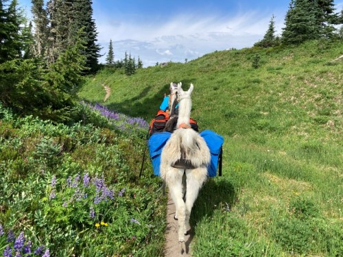 A pack llama walks along a trail surrounded by green grass and purple wildflowers under a blue sky.