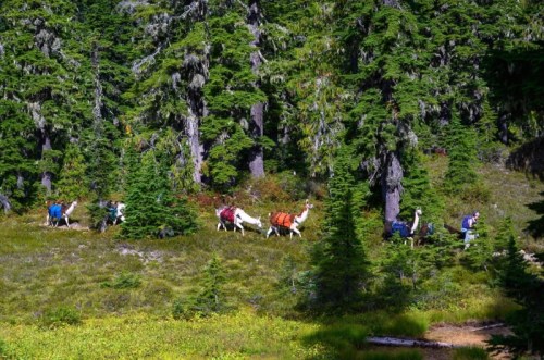 A group of llamas carrying packs walks through a lush green forest with tall trees and vibrant underbrush.