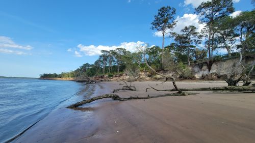 A serene beach scene with a sandy shore, fallen trees, and lush greenery under a blue sky with scattered clouds.