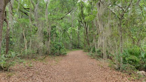 A serene forest path surrounded by lush greenery and hanging moss, inviting exploration through nature.