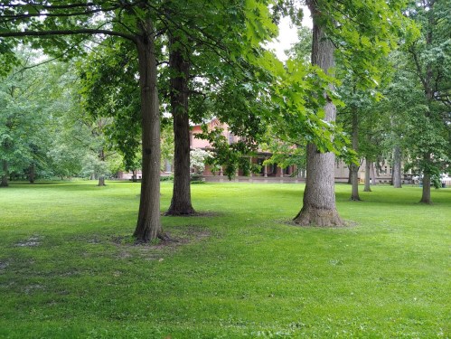 A serene park scene featuring tall trees and lush green grass, with a building visible in the background.