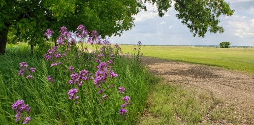 A scenic view of purple wildflowers along a grassy path under a tree, with open fields in the background.