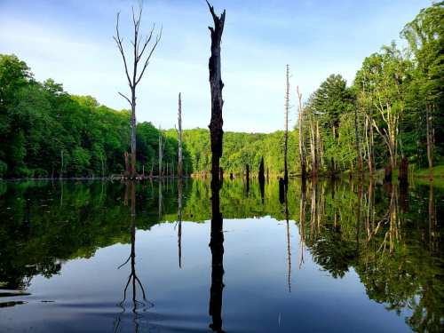 A serene lake scene with dead trees reflected in calm water, surrounded by lush green forest under a clear blue sky.