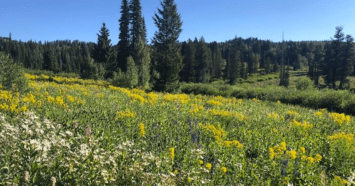 A vibrant meadow filled with yellow and purple wildflowers, surrounded by tall trees and a clear blue sky.