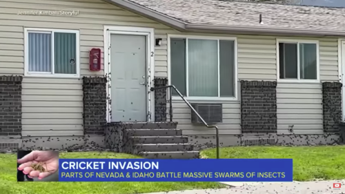 A house with a front porch covered in swarming crickets, highlighting an insect invasion in Nevada and Idaho.