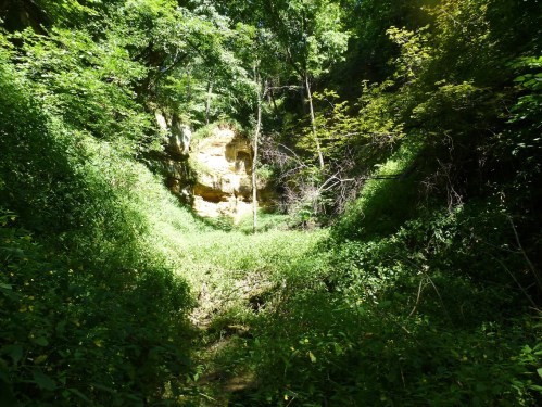 Lush green forest with dense foliage and a rocky outcrop in the background, illuminated by sunlight.