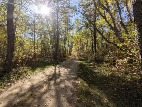 A sunlit dirt path winds through a forest of trees with vibrant autumn foliage. Shadows stretch across the trail.