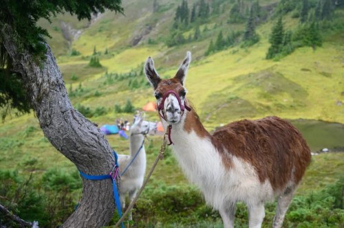 A close-up of a llama with a brown and white coat, standing near a tree in a lush green landscape.