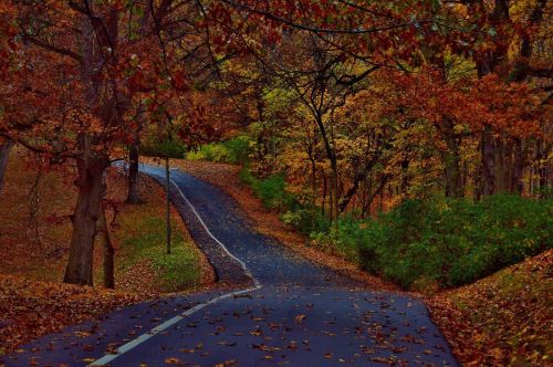 A winding road through a forest, surrounded by vibrant autumn foliage and fallen leaves.