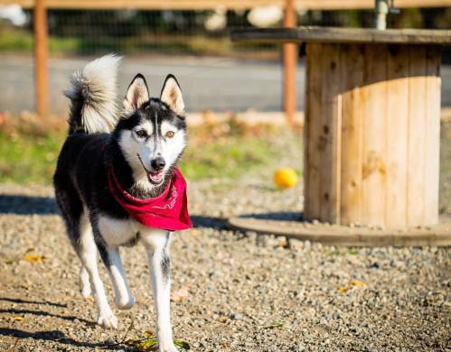 A happy black and white Siberian Husky wearing a red bandana walks playfully in a gravel area.