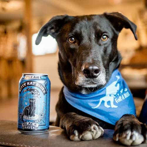 A black dog wearing a blue bandana sits next to a can of Kitty Kat Blues pale ale on a table.
