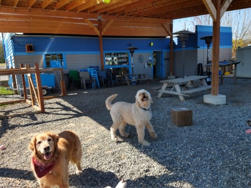 Two dogs play in a gravel area under a wooden structure, with a blue building and outdoor furniture in the background.