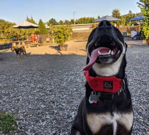 A happy dog with its tongue out sits in a gravel area, with people and another dog in the background under umbrellas.