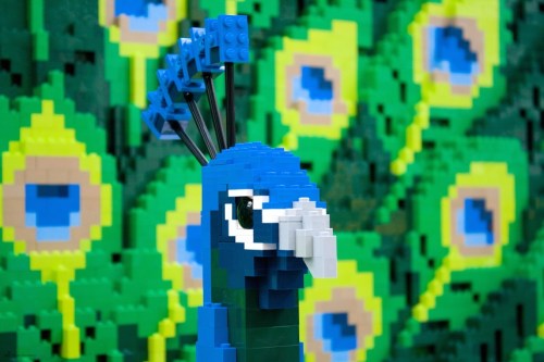 A colorful LEGO peacock sculpture in front of a vibrant green and blue pixelated background.