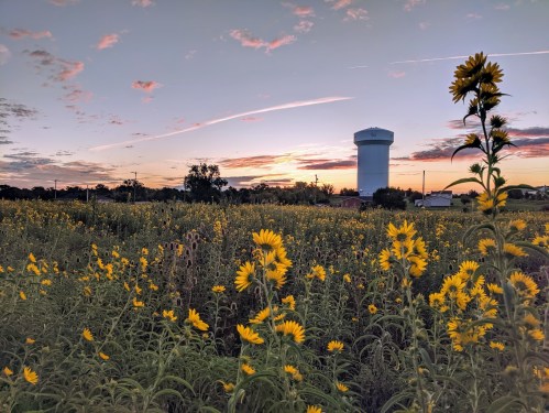 A field of sunflowers at sunset, with a water tower in the background and colorful clouds in the sky.